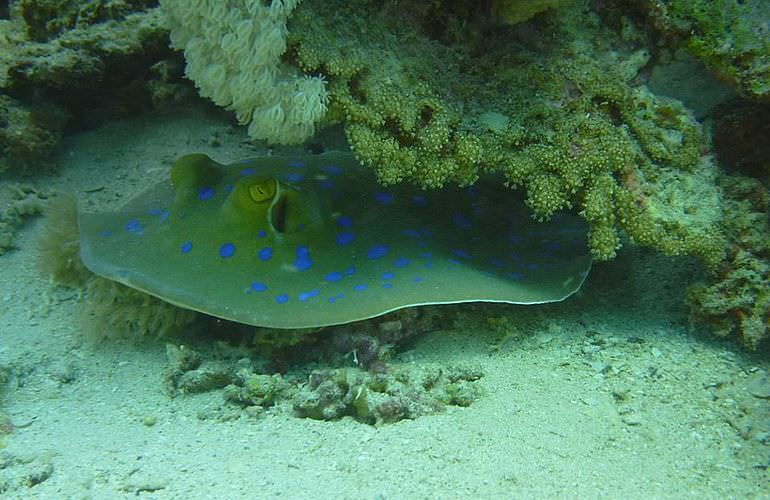 Auffrischungskurs: PADI Scuba Review Programm in Makadi Bay