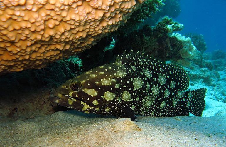 Fun Diving Makadi Bay - Ganztägige Tauchfahrt mit 2 Tauchgängen