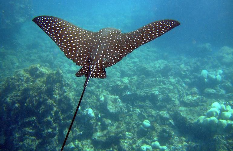 PADI Open Water Diver, der Einsteiger Tauchkurs in Makadi Bay