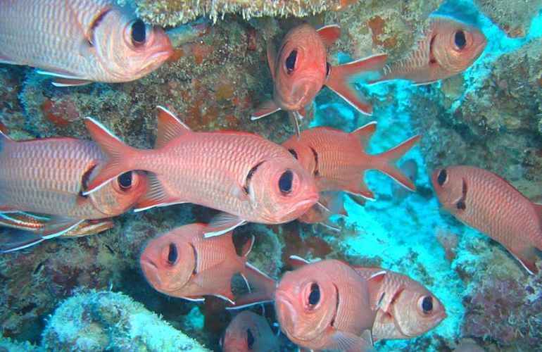 Tauchausflüge für Fortgeschrittene und Anfänger ab Makadi Bay