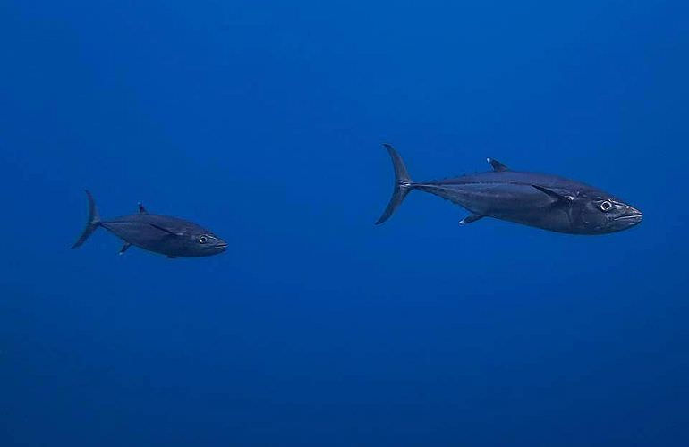 Auffrischungskurs: PADI Scuba Review Programm in Makadi Bay