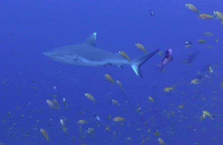 Fun Diving Makadi Bay - Ganztägige Tauchfahrt mit 2 Tauchgängen