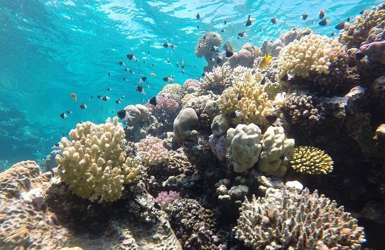 PADI Open Water Diver, der Einsteiger Tauchkurs in Makadi Bay