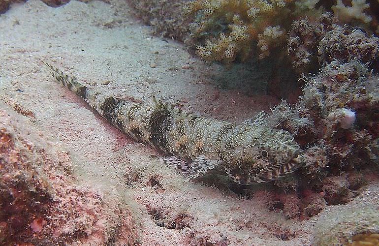 PADI Advanced Open Water Diver, Tauchkurs für Fortgeschrittene in Makadi Bay