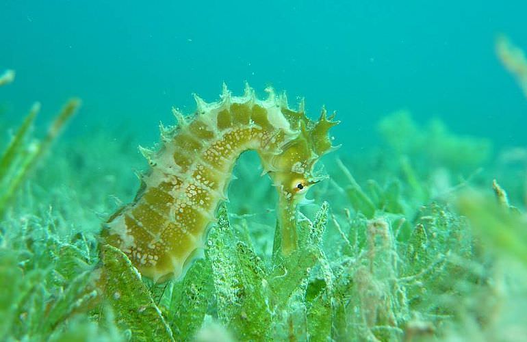 PADI Open Water Diver, der Einsteiger Tauchkurs in Makadi Bay