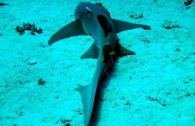 Tagesausflug Tauchen ab Makadi Bay - Tauchen lernen