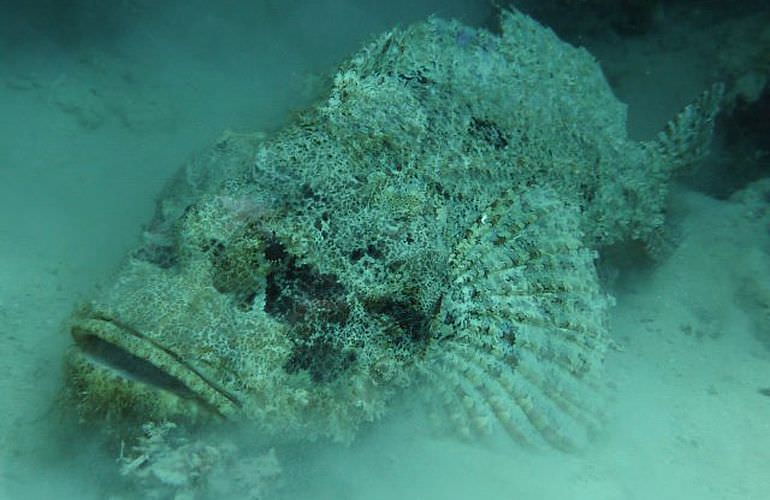 PADI Open Water Diver, der Einsteiger Tauchkurs in Makadi Bay