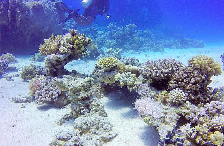 Tauchausflüge für Fortgeschrittene und Anfänger ab Makadi Bay