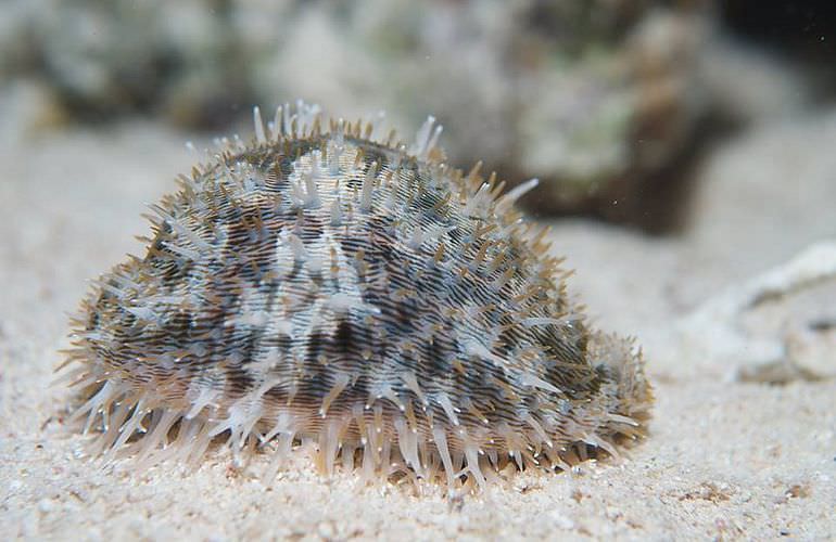 Auffrischungskurs: PADI Scuba Review Programm in Makadi Bay