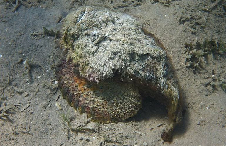 PADI Open Water Diver, der Einsteiger Tauchkurs in Makadi Bay