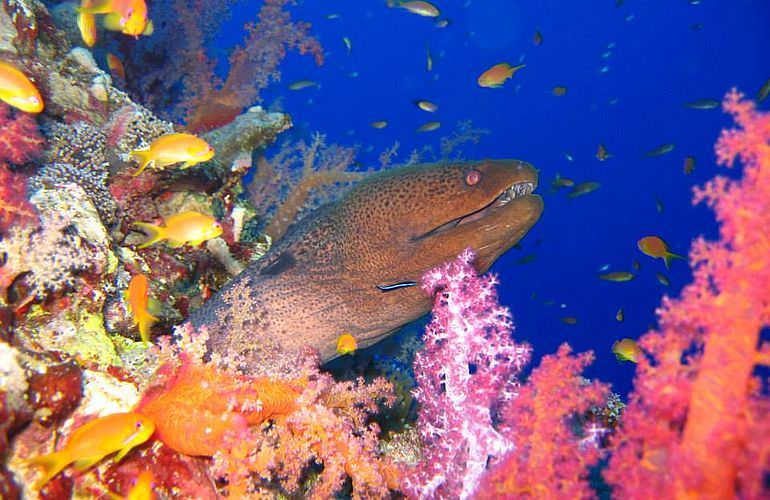 Tauchausflüge für Fortgeschrittene und Anfänger ab Makadi Bay