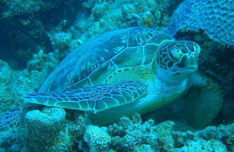 Fun Diving Makadi Bay - Ganztägige Tauchfahrt mit 2 Tauchgängen