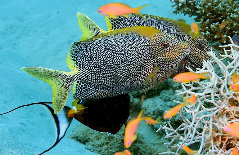 PADI Advanced Open Water Diver, Tauchkurs für Fortgeschrittene in Makadi Bay