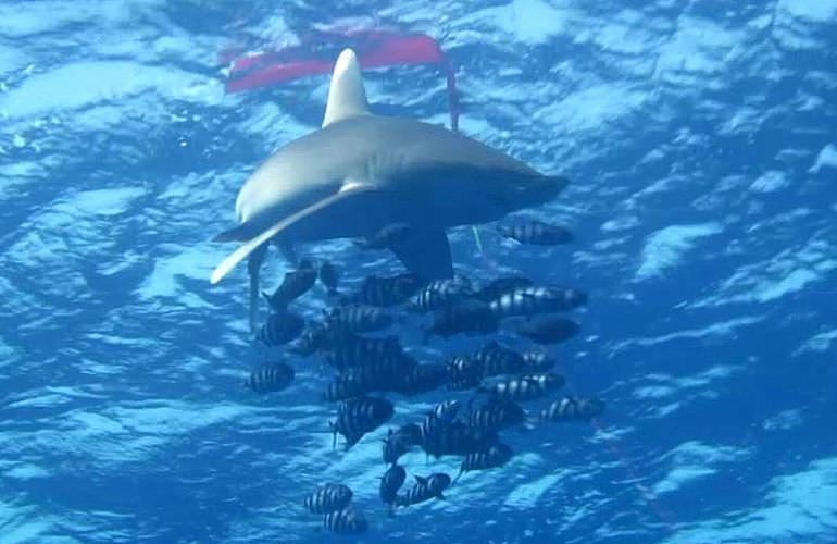 Tauchausflüge für Fortgeschrittene und Anfänger ab Makadi Bay