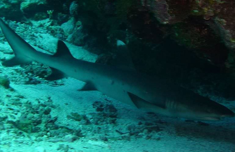 PADI Advanced Open Water Diver, Tauchkurs für Fortgeschrittene in Makadi Bay