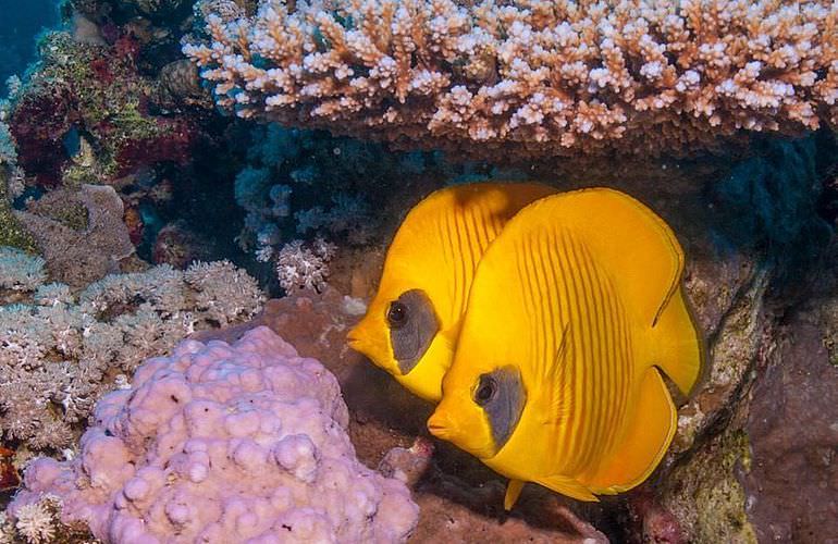 Fun Diving Makadi Bay - Ganztägige Tauchfahrt mit 2 Tauchgängen