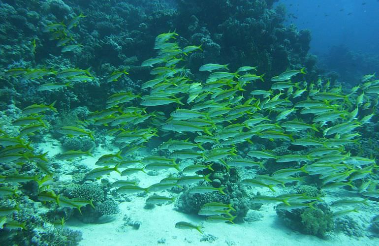 PADI Open Water Diver, der Einsteiger Tauchkurs in Makadi Bay