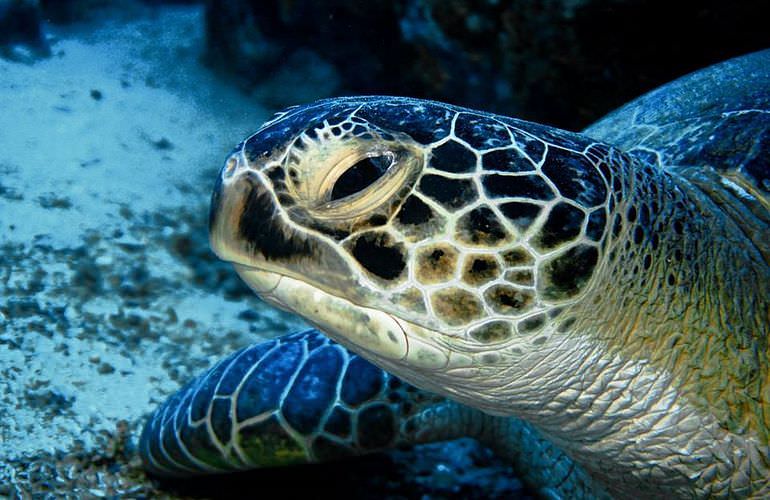 Tauchausflüge für Fortgeschrittene und Anfänger ab Makadi Bay