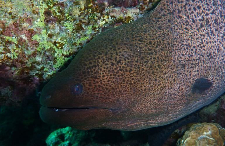 Tagesausflug Tauchen ab Makadi Bay - Tauchen lernen