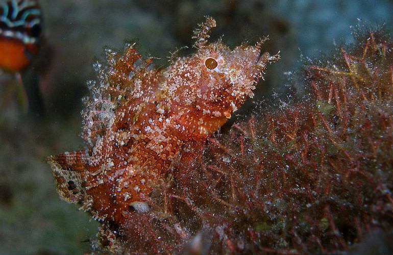 Fun Diving Makadi Bay - Ganztägige Tauchfahrt mit 2 Tauchgängen