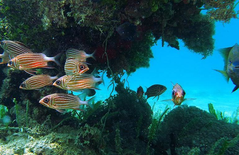 PADI Open Water Diver, der Einsteiger Tauchkurs in Makadi Bay