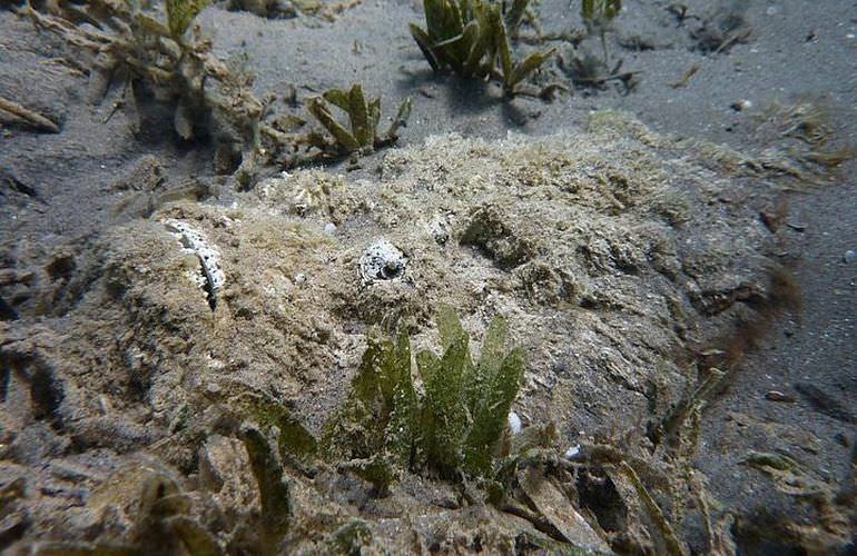 Fun Diving Makadi Bay - Ganztägige Tauchfahrt mit 2 Tauchgängen