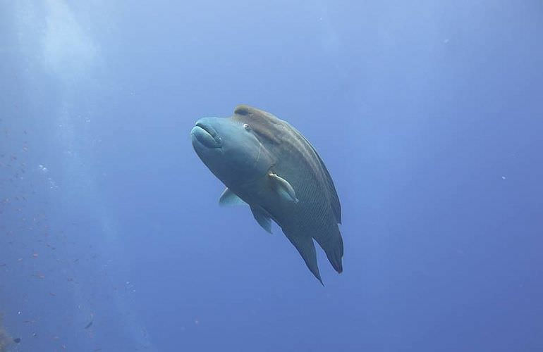 PADI Open Water Diver, der Einsteiger Tauchkurs in Makadi Bay