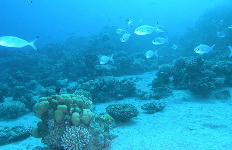 Auffrischungskurs: PADI Scuba Review Programm in Makadi Bay