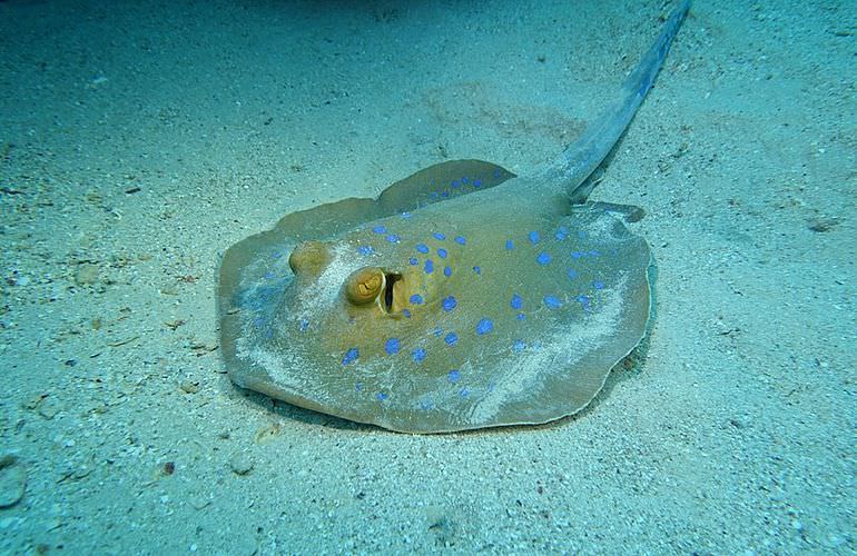 Tauchausflüge für Fortgeschrittene und Anfänger ab Makadi Bay