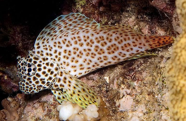 PADI Advanced Open Water Diver, Tauchkurs für Fortgeschrittene in Makadi Bay