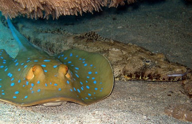 Fun Diving Makadi Bay - Ganztägige Tauchfahrt mit 2 Tauchgängen