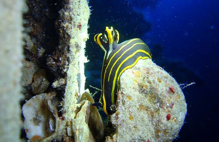 Fun Diving Makadi Bay - Ganztägige Tauchfahrt mit 2 Tauchgängen