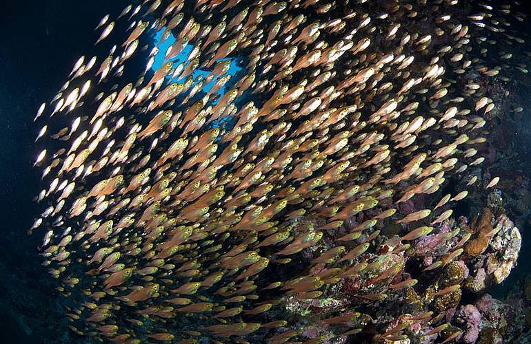 PADI Open Water Diver, der Einsteiger Tauchkurs in Makadi Bay