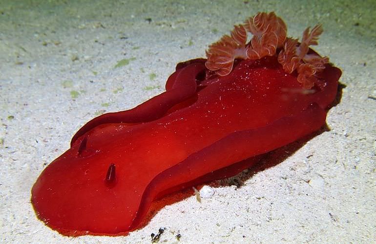 Tauchausflüge für Fortgeschrittene und Anfänger ab Makadi Bay