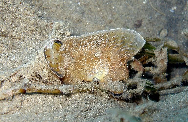 Fun Diving Makadi Bay - Ganztägige Tauchfahrt mit 2 Tauchgängen