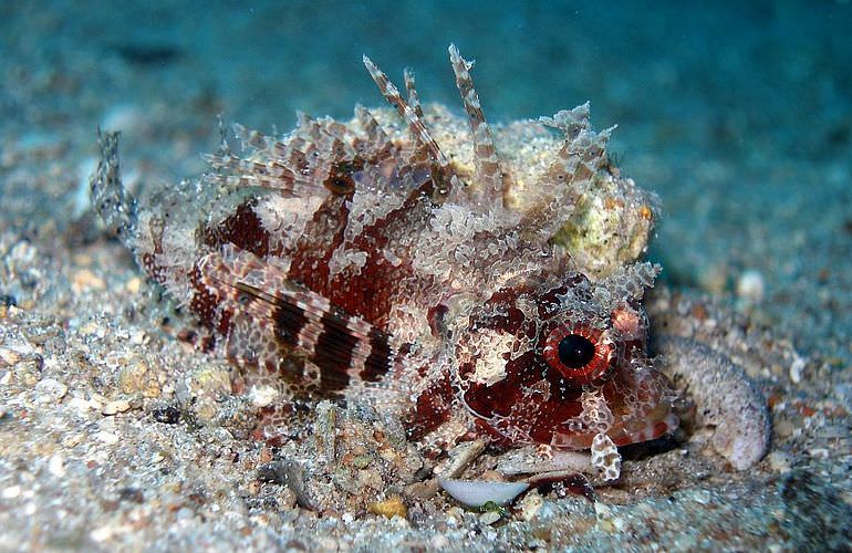 PADI Open Water Diver, der Einsteiger Tauchkurs in Makadi Bay