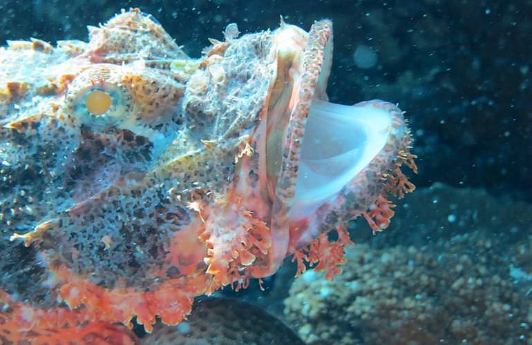 Tauchausflüge für Fortgeschrittene und Anfänger ab Makadi Bay