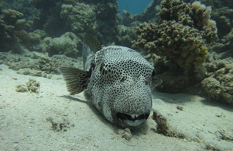 PADI Scuba Diver Kurs ab Makadi Bay - Schnuppertauchkurs 1 Tag