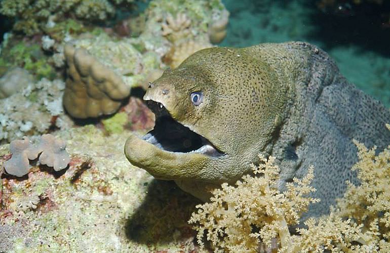 Auffrischungskurs: PADI Scuba Review Programm in Makadi Bay