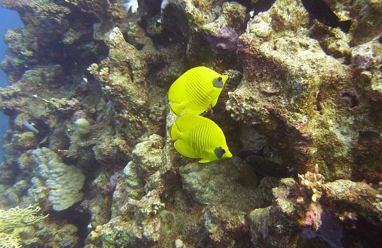 Tauchausflüge für Fortgeschrittene und Anfänger ab Makadi Bay