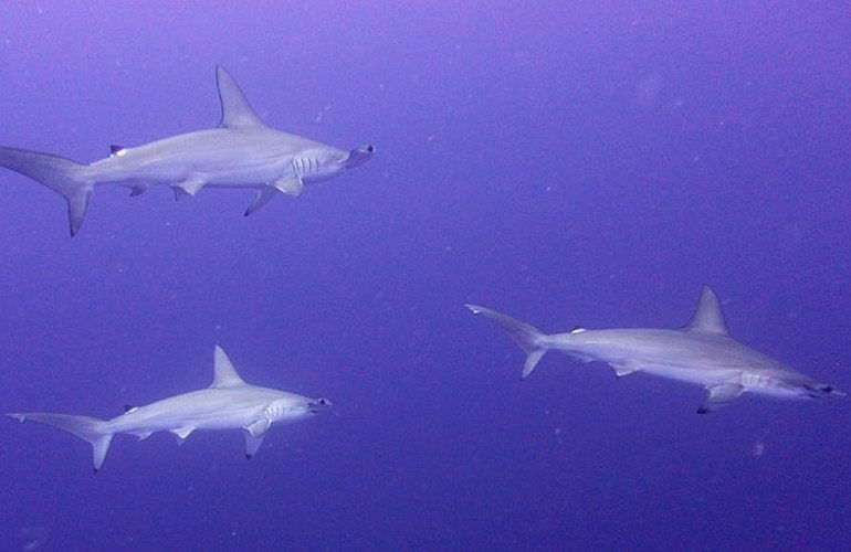 Fun Diving Makadi Bay - Ganztägige Tauchfahrt mit 2 Tauchgängen