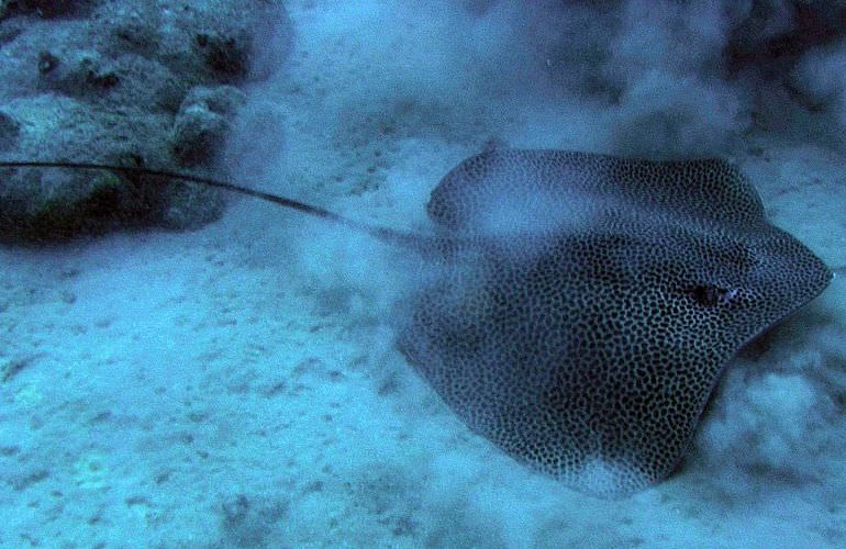 PADI Open Water Diver, der Einsteiger Tauchkurs in Makadi Bay