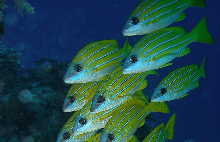 PADI Advanced Open Water Diver, Tauchkurs für Fortgeschrittene in Makadi Bay