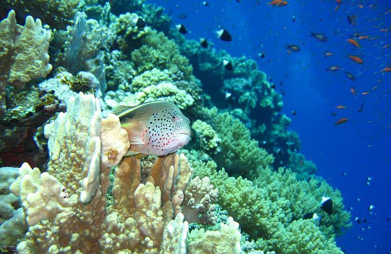 Auffrischungskurs: PADI Scuba Review Programm in Makadi Bay