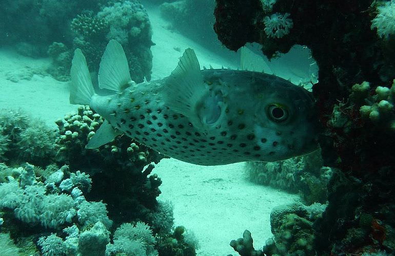 Tauchausflüge für Fortgeschrittene und Anfänger ab Makadi Bay