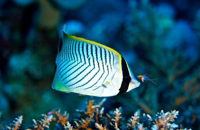 Fun Diving Makadi Bay - Ganztägige Tauchfahrt mit 2 Tauchgängen