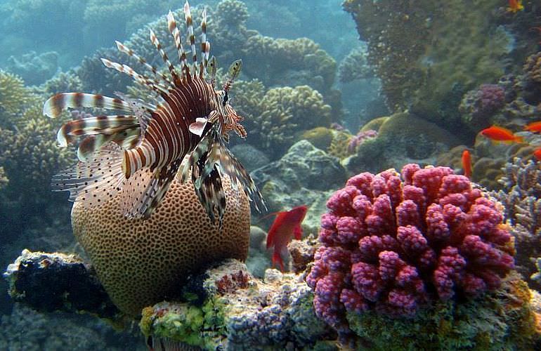 PADI Open Water Diver, der Einsteiger Tauchkurs in Makadi Bay