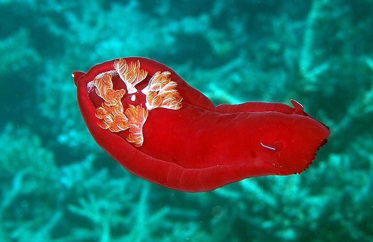 PADI Open Water Diver, der Einsteiger Tauchkurs in Makadi Bay