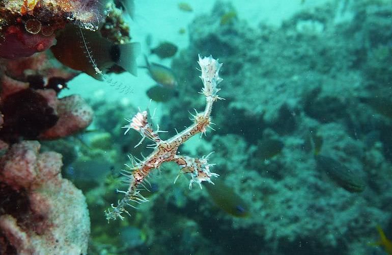 Tauchausflüge für Fortgeschrittene und Anfänger ab Makadi Bay