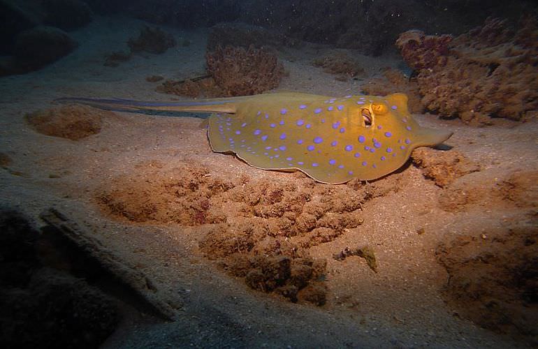 PADI Open Water Diver, der Einsteiger Tauchkurs in Makadi Bay